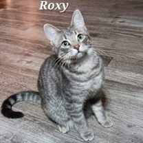Thumbnail photo of Roxy [CP] #1