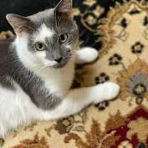 Thumbnail photo of Grey #1