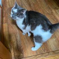 Thumbnail photo of Grey #4