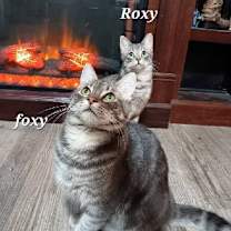 Thumbnail photo of Roxy [CP] #3
