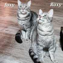 Thumbnail photo of Roxy [CP] #4