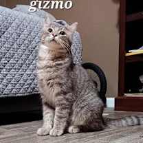 Thumbnail photo of Gizmo [CP] #2