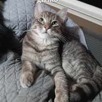 Thumbnail photo of Gizmo [CP] #4