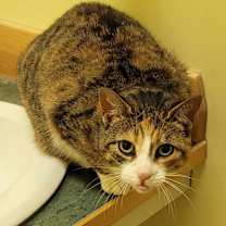 Thumbnail photo of Sophie #1