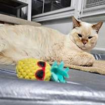Thumbnail photo of Rocket #1