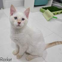 Thumbnail photo of Rocket #3