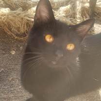 Thumbnail photo of Scout #1