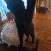 Thumbnail photo of Scout #4