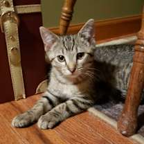 Thumbnail photo of Wesley #1