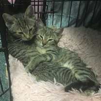 Thumbnail photo of Chip and Dale #1