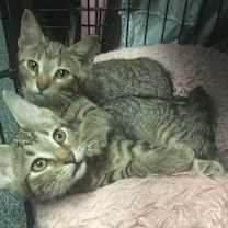 Thumbnail photo of Chip and Dale #2