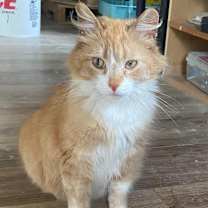 Thumbnail photo of MANGO #1
