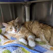 Thumbnail photo of MANGO #3