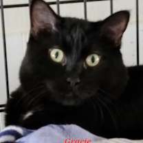 Thumbnail photo of Gracie #3