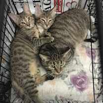 Thumbnail photo of Chip and Dale #4