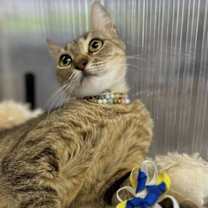 Thumbnail photo of NOOR #4