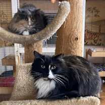 Thumbnail photo of Croissant - Barn Cat #1