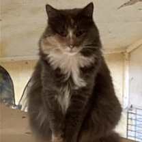 Thumbnail photo of Croissant - Barn Cat #2