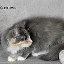 Thumbnail photo of Croissant - Barn Cat #3