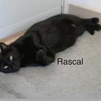 Thumbnail photo of Rascal #2