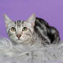 Thumbnail photo of Clover #1