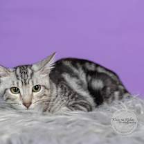 Thumbnail photo of Clover #2