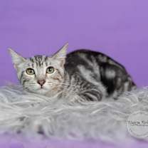 Thumbnail photo of Clover #3
