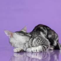 Thumbnail photo of Clover #4