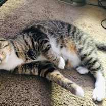 Thumbnail photo of TESSA #1