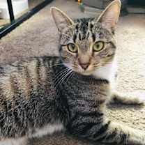 Thumbnail photo of TESSA #2