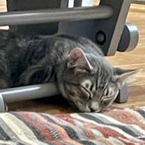 Thumbnail photo of Mirabel #4