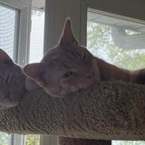 Thumbnail photo of Jester and Jasper #1