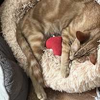 Thumbnail photo of Jester and Jasper #4