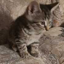 Thumbnail photo of Sterling  #1
