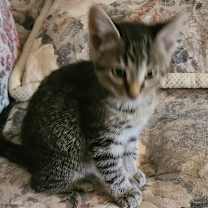 Thumbnail photo of Sterling  #2