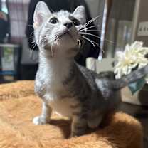 Thumbnail photo of Dusty #3