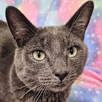 Thumbnail photo of London - RC PetSmart #1
