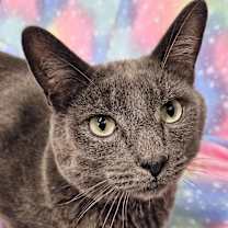 Thumbnail photo of London - RC PetSmart #2