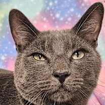 Thumbnail photo of London - RC PetSmart #3