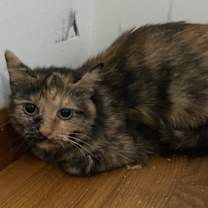 Thumbnail photo of Oblina #3