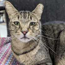 Thumbnail photo of Bentley #1