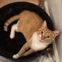 Thumbnail photo of Foxy Lady #2