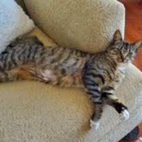 Thumbnail photo of Bella #1