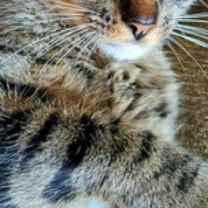 Thumbnail photo of Bella #2