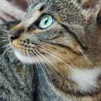 Thumbnail photo of Bella #4