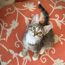 Thumbnail photo of Scarlett #1