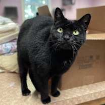Thumbnail photo of Ms. Jingles #1