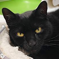Thumbnail photo of Ms. Jingles #2