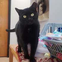 Thumbnail photo of Ms. Jingles #3