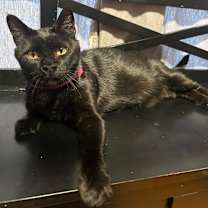 Thumbnail photo of Shadow #1